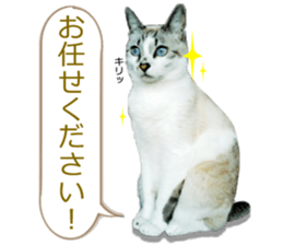 There are a lot of cats. sticker #13872641