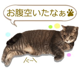 There are a lot of cats. sticker #13872642