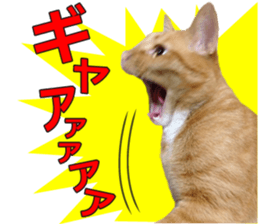 There are a lot of cats. sticker #13872643