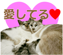 There are a lot of cats. sticker #13872644