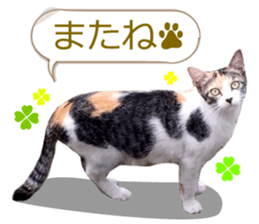 There are a lot of cats. sticker #13872645