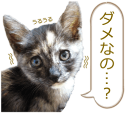 There are a lot of cats. sticker #13872646