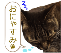 There are a lot of cats. sticker #13872647