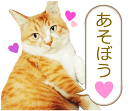 There are a lot of cats. sticker #13872648