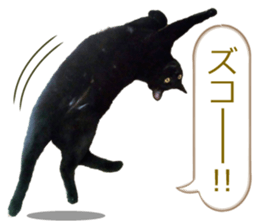 There are a lot of cats. sticker #13872650