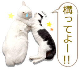 There are a lot of cats. sticker #13872652