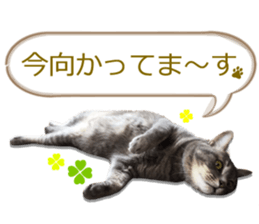 There are a lot of cats. sticker #13872653