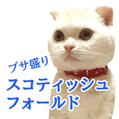 Sticker of Pathetic face Scottish Fold 2