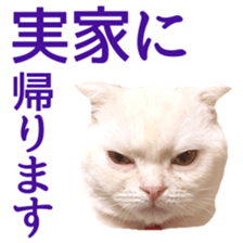 Sticker of Pathetic face Scottish Fold 2 sticker #13874815