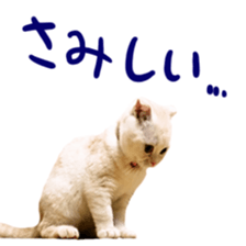 Sticker of Pathetic face Scottish Fold 2 sticker #13874816