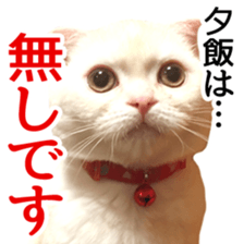 Sticker of Pathetic face Scottish Fold 2 sticker #13874817