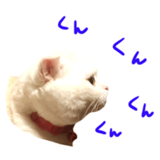 Sticker of Pathetic face Scottish Fold 2 sticker #13874820