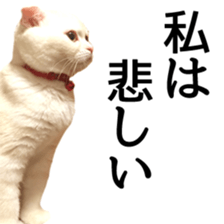 Sticker of Pathetic face Scottish Fold 2 sticker #13874821