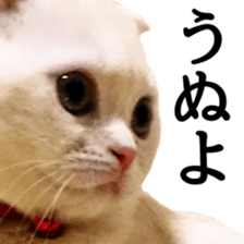 Sticker of Pathetic face Scottish Fold 2 sticker #13874822