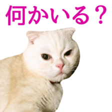 Sticker of Pathetic face Scottish Fold 2 sticker #13874823