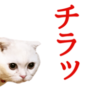 Sticker of Pathetic face Scottish Fold 2 sticker #13874825
