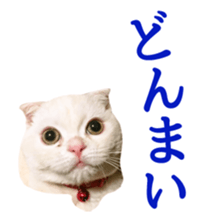 Sticker of Pathetic face Scottish Fold 2 sticker #13874826