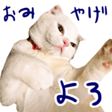 Sticker of Pathetic face Scottish Fold 2 sticker #13874827