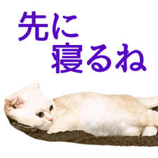 Sticker of Pathetic face Scottish Fold 2 sticker #13874828