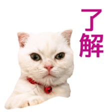 Sticker of Pathetic face Scottish Fold 2 sticker #13874829