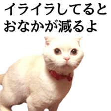 Sticker of Pathetic face Scottish Fold 2 sticker #13874830