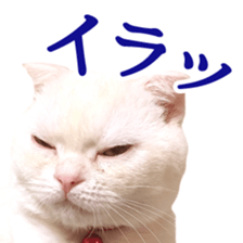 Sticker of Pathetic face Scottish Fold 2 sticker #13874831