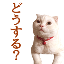 Sticker of Pathetic face Scottish Fold 2 sticker #13874832