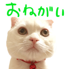 Sticker of Pathetic face Scottish Fold 2 sticker #13874836