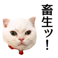 Sticker of Pathetic face Scottish Fold 2 sticker #13874837