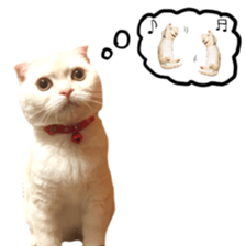 Sticker of Pathetic face Scottish Fold 2 sticker #13874838