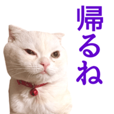 Sticker of Pathetic face Scottish Fold 2 sticker #13874839