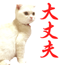 Sticker of Pathetic face Scottish Fold 2 sticker #13874840