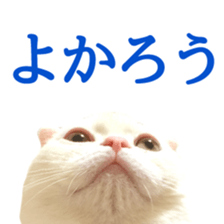 Sticker of Pathetic face Scottish Fold 2 sticker #13874841