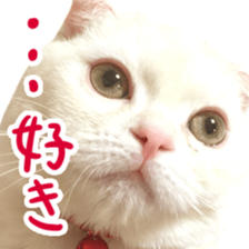 Sticker of Pathetic face Scottish Fold 2 sticker #13874842