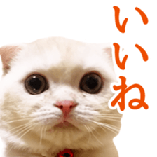 Sticker of Pathetic face Scottish Fold 2 sticker #13874844