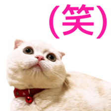 Sticker of Pathetic face Scottish Fold 2 sticker #13874846