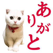 Sticker of Pathetic face Scottish Fold 2 sticker #13874848