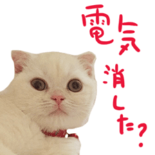 Sticker of Pathetic face Scottish Fold 2 sticker #13874850