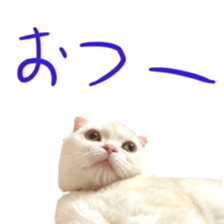 Sticker of Pathetic face Scottish Fold 2 sticker #13874852