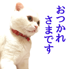 Sticker of Pathetic face Scottish Fold 2 sticker #13874853
