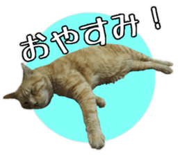 Mr.MASAGORO sticker #13878234