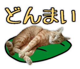 Mr.MASAGORO sticker #13878247