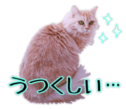 Mr.MASAGORO sticker #13878250