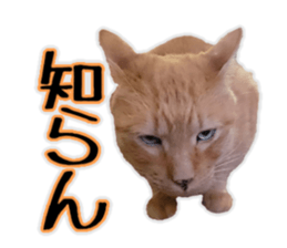 Mr.MASAGORO sticker #13878257