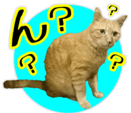 Mr.MASAGORO sticker #13878259
