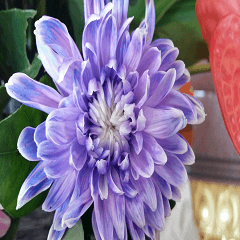 Lele nature landscape photos