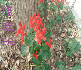 Lele nature landscape photos sticker #13878270