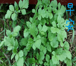 Lele nature landscape photos sticker #13878272