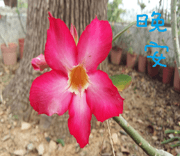 Lele nature landscape photos sticker #13878273