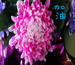 Lele nature landscape photos sticker #13878274